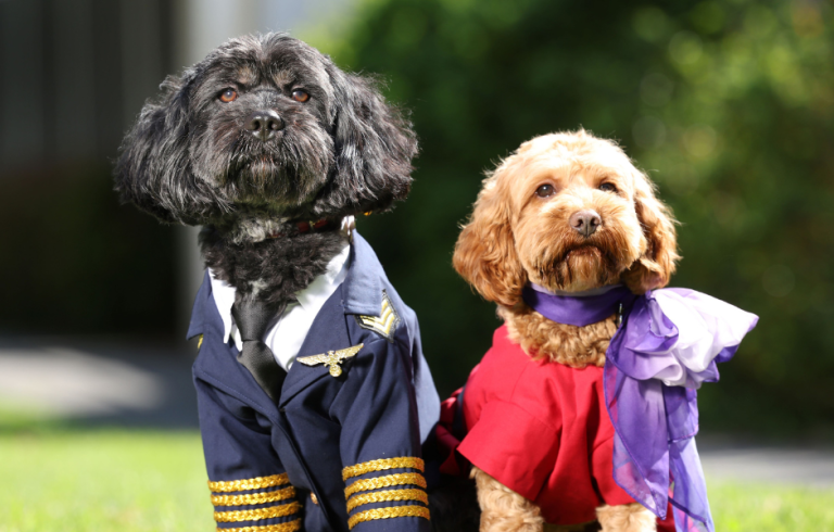 Two small dogs dressed in Virgin Australia uniform